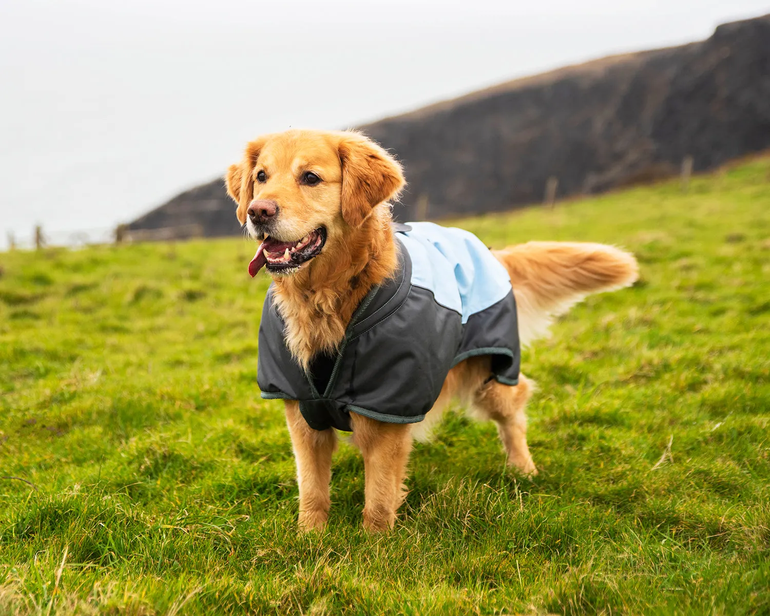 Henry Wag Waterproof Dog Coat